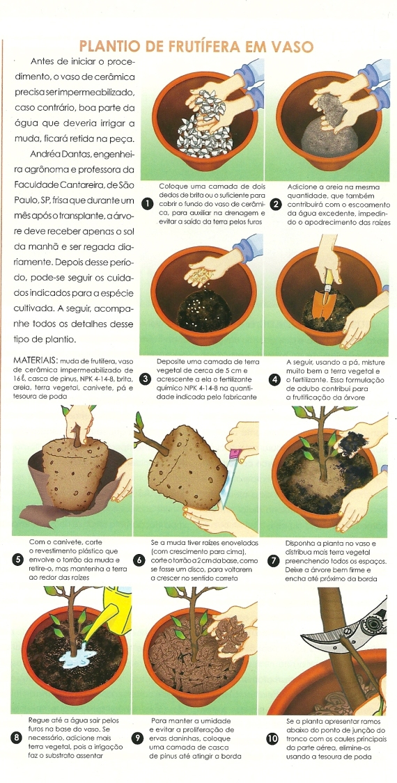 Como plantar frutíferas em vasos